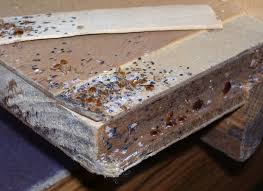 Bulletproof Pest N Termite Image